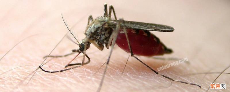 饿死一只蚊子大概需要多久 多久能饿死蚊子