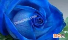 蓝玫瑰花语是什么意思 蓝玫瑰花语的介绍