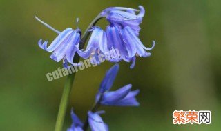 蓝铃花的花语及象征意义 蓝铃花的花语及象征意义是什么