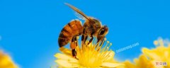 中国常见的蜜蜂有几种 我国有几种蜜蜂