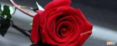 纹玫瑰花的含义是什么 纹玫瑰花的含义