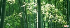 吃竹子的虫子叫什么名字 吃竹子的虫子叫什么