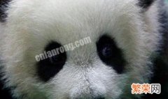 熊猫有眼睛吗 熊猫的眼睛是什么样