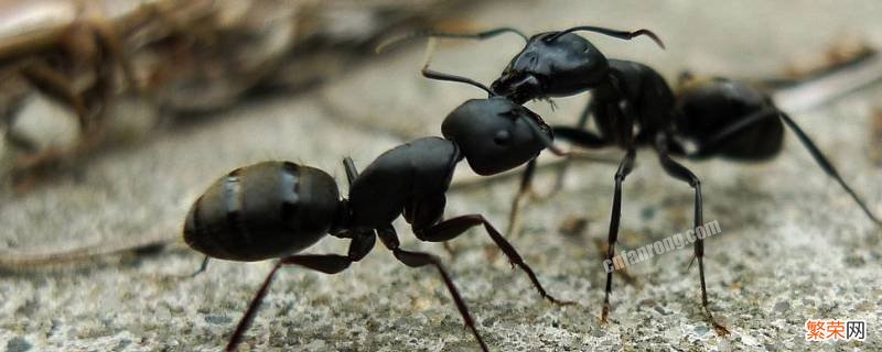 有的蚂蚁为什么头特别大 蚂蚁中为什么会有大头的蚂蚁
