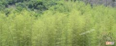 淡竹在哪个地方 淡竹叶生长在什么地方