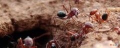 田里的蚂蚁窝怎么消灭它 蚂蚁窝怎么消灭它