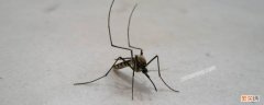 怎样在室内快速抓蚊子 如何快速抓到屋里的蚊子
