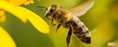 有毒蜂子种类 蜂子种类