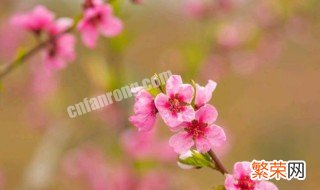 桃花的习性及特点 桃花生长的特点