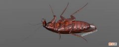 蟑螂的幼虫是什么样子的 蟑螂的幼虫是什么样子的卵