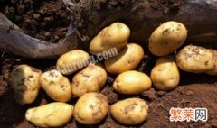 新鲜土豆怎么保存 新鲜土豆保存方法
