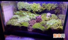 鱼缸苔藓怎么养 鱼缸苔藓怎么养殖