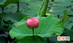 生长在水里的植物有哪些图片简笔画 生长在水里的植物有哪些