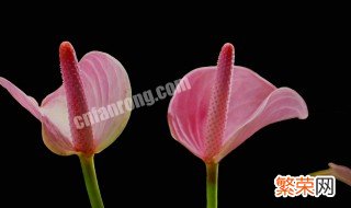 粉掌怎么养 粉掌怎么养才能更旺盛