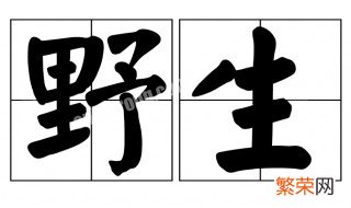 网上说的野生什么意思 网上说的野生的意思介绍