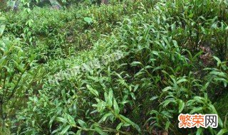 赤水金钗石斛种植模式 赤水金钗石斛怎么种植