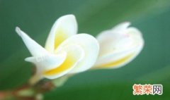 白兰花的养殖方法 白兰花怎么养殖