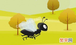 飞蚁怎么出现在家里呢 飞蚁是怎么进入家里的