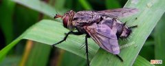 什么能杀死苍蝇幼虫 苍蝇幼虫怎么杀死