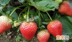 菠萝草莓种植 菠萝草莓怎么种
