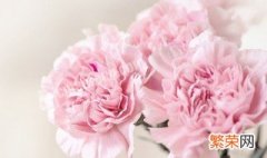 粉色康乃馨花语是什么意思 寓意 粉色康乃馨的花语是什么