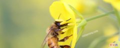 蜂毒有什么作用 蜂毒有哪些功效
