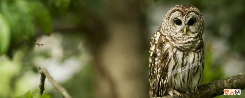 猫头鹰长什么样子图片 猫头鹰长什么样子
