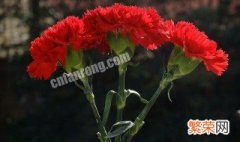 红色康乃馨花语是什么意思 寓意 红色康乃馨花语是什么