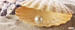 珍珠贝的种类 产珍珠的贝类叫什么
