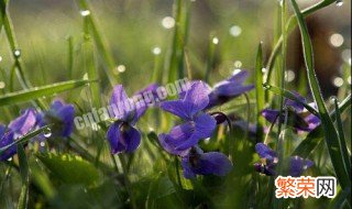 紫罗兰的花语是什么代表着什么 紫罗兰的花语是什么