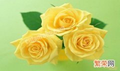 金色玫瑰花花语是什么寓意 金色玫瑰花花语是什么
