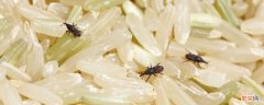 米里面会飞的虫子是什么虫呢 米里面有飞虫