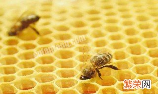 取蜂胶方法 怎么取蜂胶