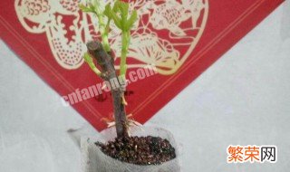 剪枝插种的方法 如何剪枝插种