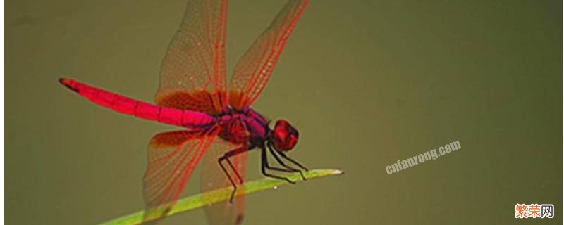 紫红色蜻蜓有毒吗 红色的蜻蜓有毒吗