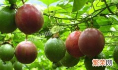 百香果籽的播种方法和种植技巧 百香果籽种植技术视频