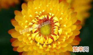 麦秆菊花语是什么 麦干菊花语