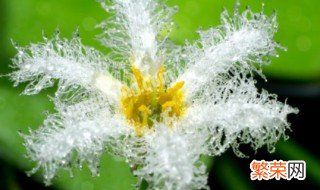 蓝蓟花的花语是什么意思 白蓟花花语是什么