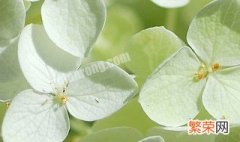 白色绣球花的花语是什么 白色绣球花的花语是什么呢