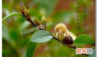 含笑花的花语和象征 含笑花的含义是什么