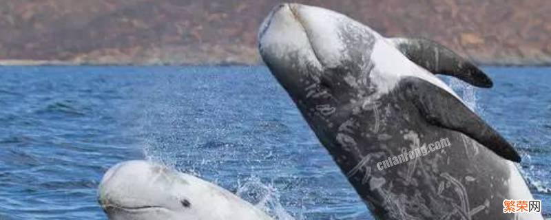鲸和豚有什么区别 鲸豚是什么