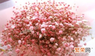 满天星花语是什么 满天星花语是什么意思