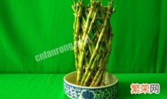 富贵竹的花语是什么象征 富贵竹的花语是什么