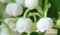 白色铃兰花语是什么 白色铃兰花语是什么花