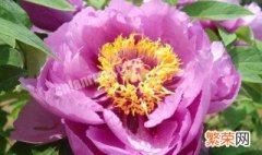 紫牡丹花语是什么 紫色牡丹花语是什么