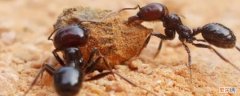 蚂蚁的触角像什么形状 蚂蚁的触角像什么