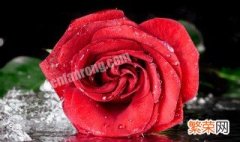 红玫瑰花语是什么意思 红玫瑰花语是什么