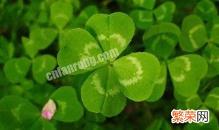 四叶草花语是什么 四叶草花语是什么 四叶草适合送什么人