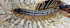 像蜈蚣一样的虫子叫什么很细很长很臭 像蜈蚣一样的虫子叫什么很细很长