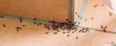 厨房为什么有蚂蚁有危害吗 厨房为什么有蚂蚁